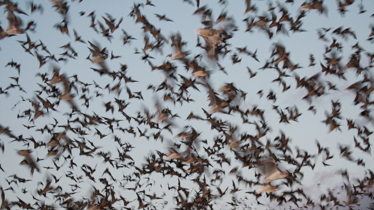 A dense stream of Mexican free-tailed bats flying from Bracken Bat Cave.