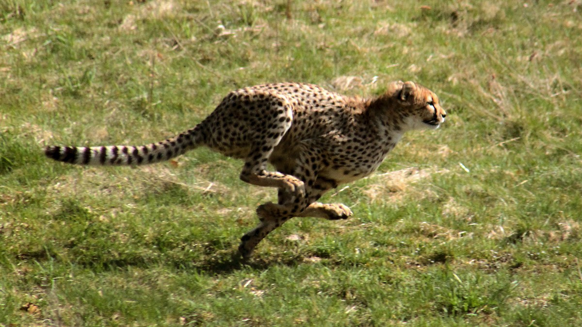 A spotted cheetah in full sprint across short green grass, legs gathered beneath its body and tail stretched out behind.