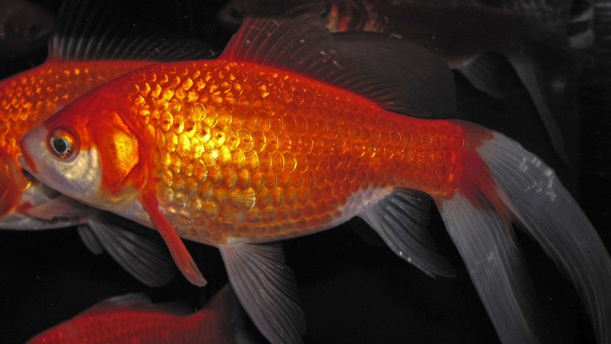 Close view of an orange goldfish swimming against a dark background.