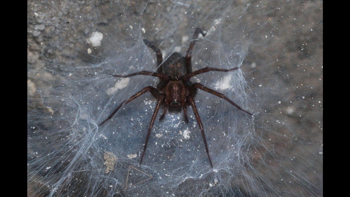 A common house spider rests on its sheet web in a basement corner.