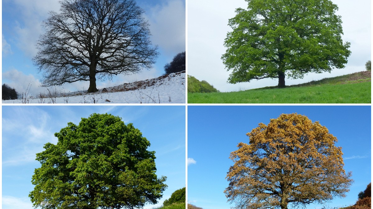 Four photographs of the same oak tree in winter, spring, summer, and autumn.