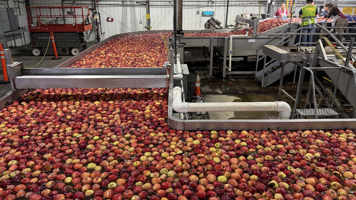 Thousands of red and yellow apples floating in water-filled flumes inside an apple packing warehouse, with workers sorting fruit at the far end.